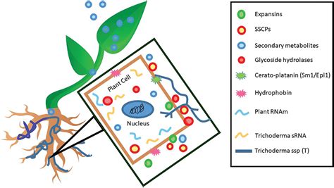 Phyton Free Full Text The Mechanisms Of Trichoderma Species To