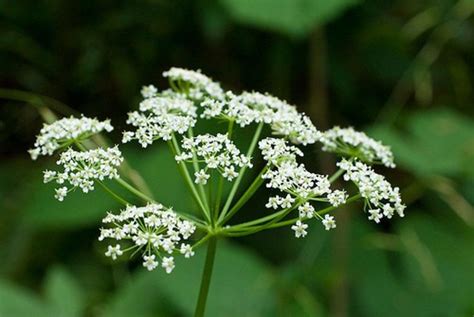 Its Not All Queen Annes Lace Home Garden Daily