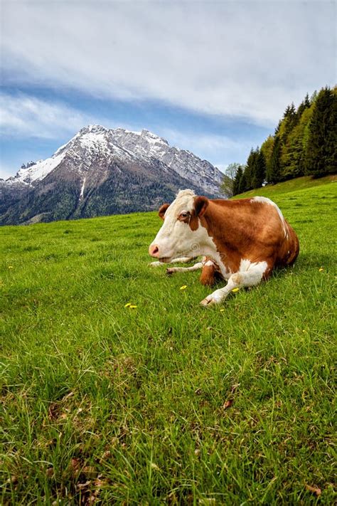 Cows On Alpine Meadow In The Background Mountains Stock Photo Image