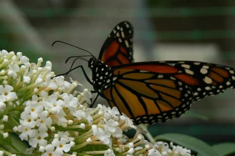 Spotty Laurel Dove Flickr