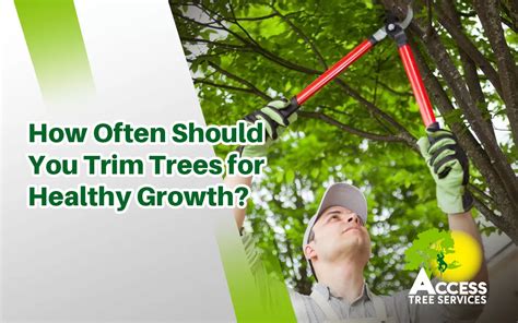 How Often Should You Trim Trees Tree Care Guide