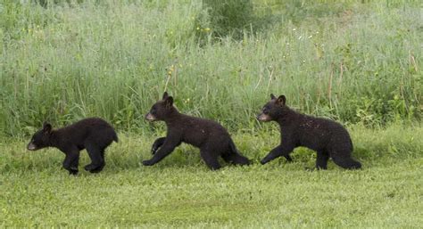 Adorable Baby Bear Loses Fight With Flagstick On North Carolina Golf Course