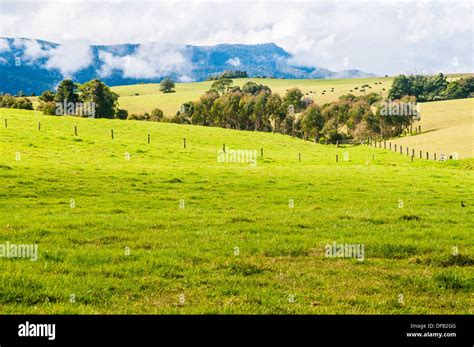 Australia nsw dorrigo mountains country rural pastures paddocks cow ...