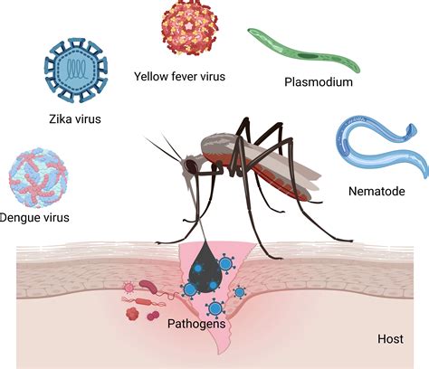 Frontiers Host Pathogen Interaction In Arthropod Vectors Lessons