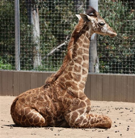 Baby Giraffe Best Animals