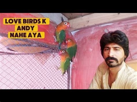 Love Birds K Anday Nhe Aie Budgiesfeeding Cocktail YouTube