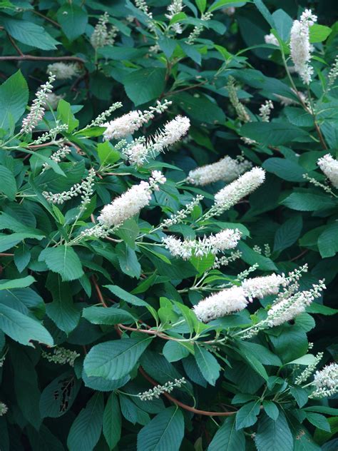 Clethra, beyond the cultivars | Scott Arboretum