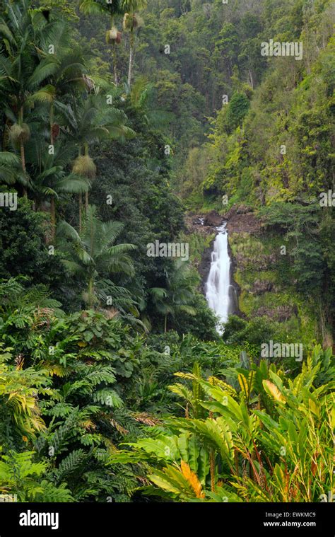 Akaka Wasserfälle Akaka Falls State Park Hawaii Big Island