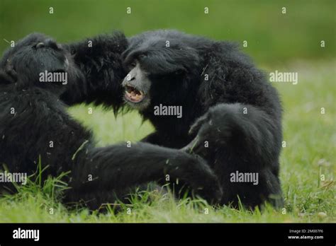 Siamang Hylobates Syndactylus Two Fight Ground Mouth Open