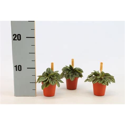 Plante d intérieur de Botanicly Pépéromie Hauteur 10 cm