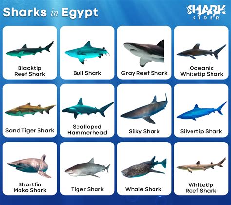 List of Sharks in Egypt with Pictures