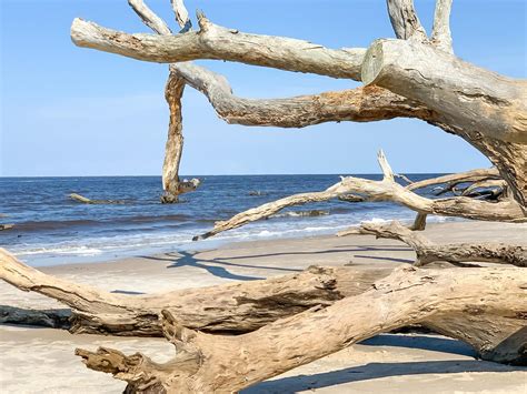 This Eerie Boneyard Beach Is A Graveyard Of Trees And A Photographer's ...