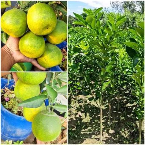 Orange Full Sun Exposure Vietnam Mousumbi Plant All Time For Outdoor