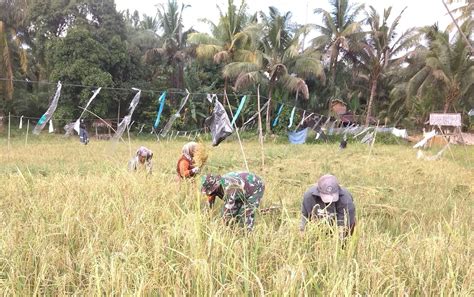 Babinsa Silatong Bantu Petani Panen Padi Singkil Terkini