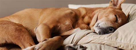 5 Ways To Help Your Dog Sleep Better Nature Museum Pets Care