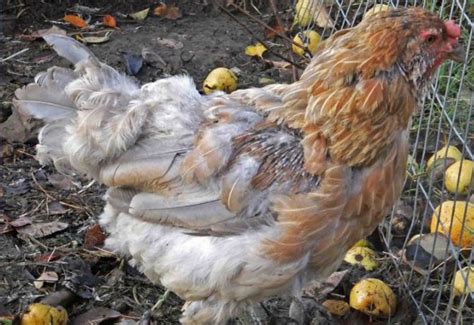 9 Stages Of MOLTING For Chickens