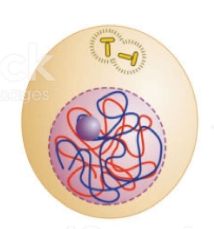 Mitosis Flashcards Quizlet