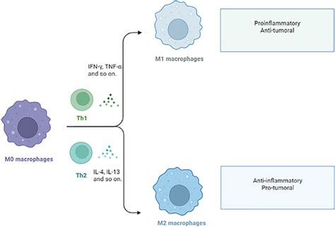 Macrophage Polarization Macrophages Polarize Into M1 Or M2