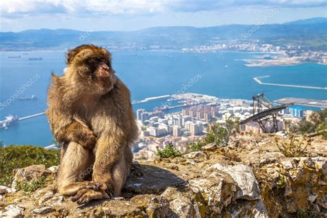 Apes Den Gibraltar — Stock Photo © bennymarty #115964740