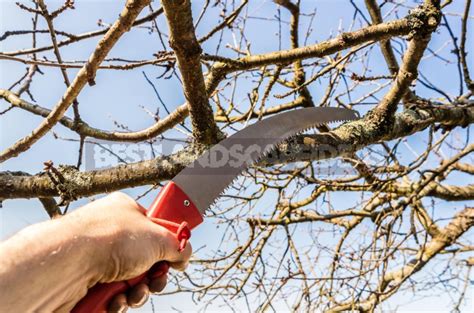 Pruning Fruit Trees: Photos And Tips - Best Landscape Ideas