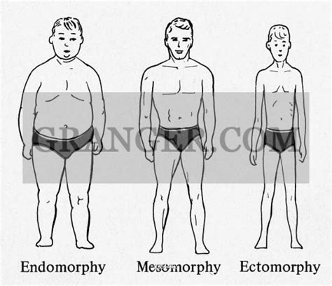 Body Types According To William Sheldon Physical 50 Off