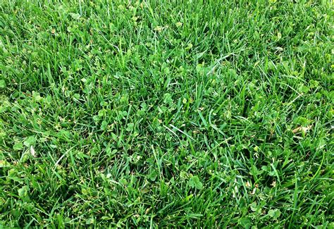 Growing the Microclover as a lawn substitute - Dig It Right | Dig It Right