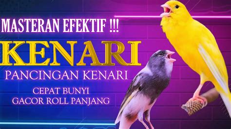 PANCINGAN KENARI NGEROL NEMBAK PANJANG AMPUH BIKIN KENARI LANGSUNG