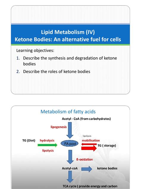 Lipid Metabolism (IV) - Ketone Bodies - Updated | PDF | Ketosis | Biochemistry