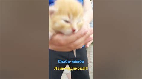 сімбочка - YouTube