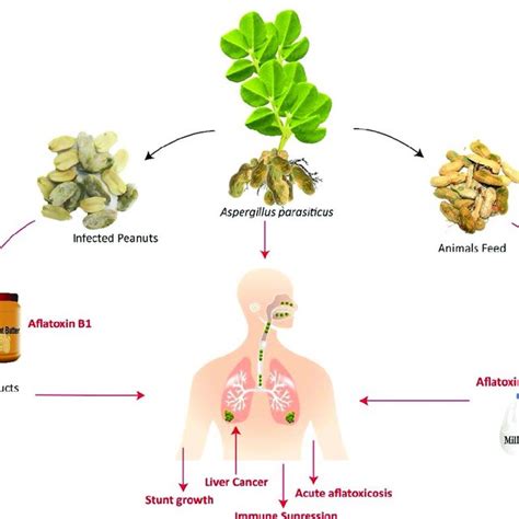 Aflatoxin And Disease Pathways In Humans Source Wu [33] Download