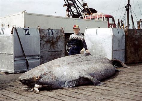 Big Fishes Of The World Greenland Shark Page 2