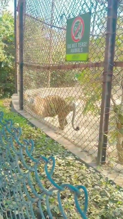 Tiger🐯🐅nandan Kanan Park Bbsr Odisha Youtube