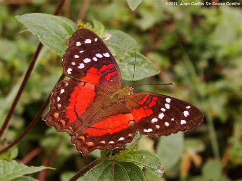 Anartia Amathea Butterfly Beautiful Butterflies Butterfly Wings Insects