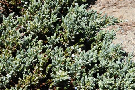 Juniperus Communis Var Saxatilis Calflora