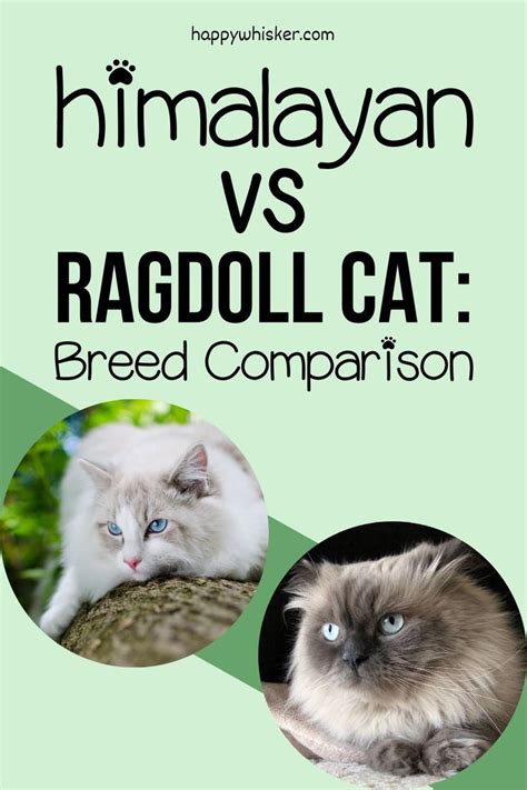 Himalayan Vs Ragdoll Cat Breed Comparison Ragdoll Cat Breed Mixed