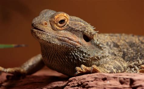 Cuánto tiempo pueden pasar los dragones barbudos sin comida ni agua