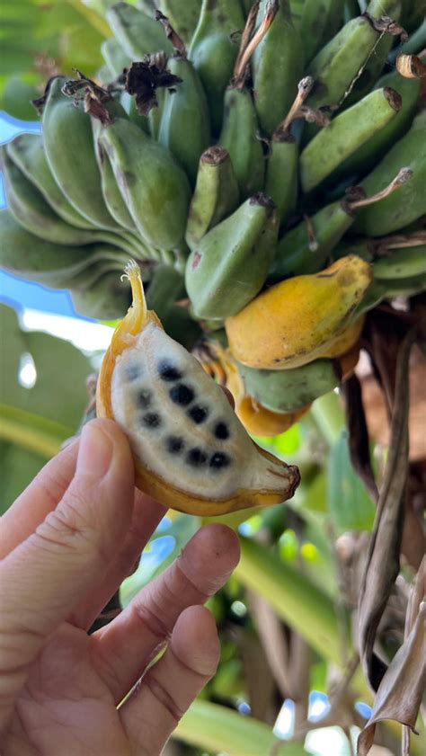 Seeded Banana Box Miami Fruit