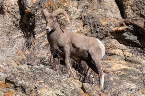 Wild Colorado Rocky Mountain Bighorn Sheep Stock Photo Image Of Rocks