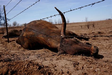 Texas Battles Second Biggest Wildfire Disaster In State History Daily