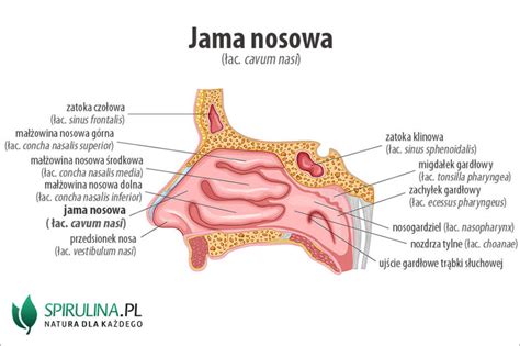 Jama Nosowa Algi Spirulina I Chlorella