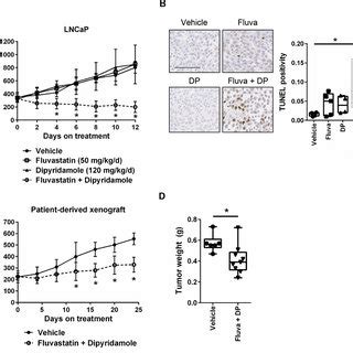 The Mevalonate Pathway Mutp Positive Feedback Loop And Statin S