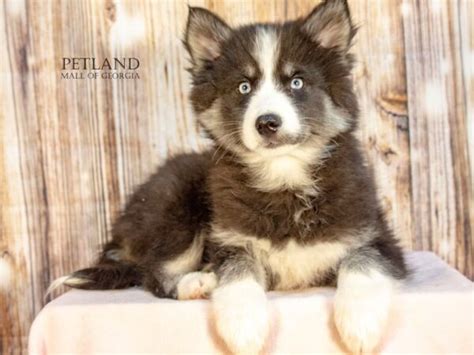 Huskimo Small Animal Black White Id9390 Located At Petland Mall Of