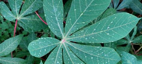 Cassava Leaf With Water Debris Stock Photo Image Of Nature Green