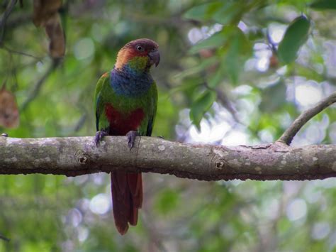 Observa O De Aves Parque Estadual Do Rio Doce Anuncia Atividade Para