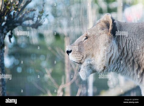 Lions At 5 Sisters Zoo West Lothian Stock Photo Alamy