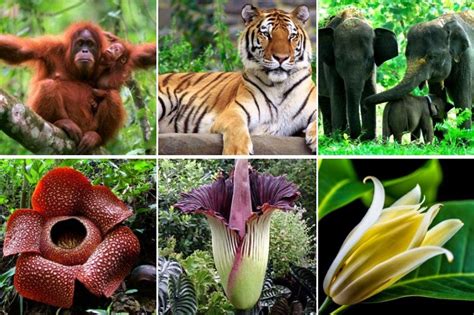 KEANEKARAGAMAN FLORA FAUNA