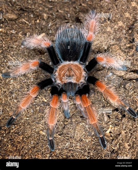 Mexican Red Leg Tarantula Brachypelma Emilia Captive Mexico Stock