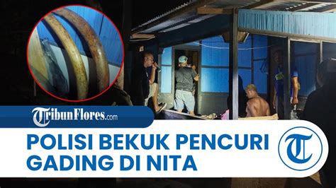 Polisi Bekuk 7 Terduga Pelaku Pencurian Gading Di Nita Sikka Amankan 2