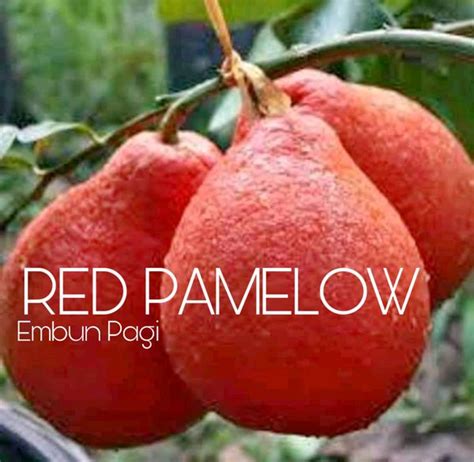 Jual Terlaris Dan Langka Bibit Buah Jeruk Red Pamelow Thailand Di Lapak