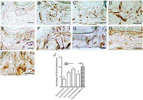 Cd Expressing Blood Vessels In Rdpc Plla Matrigel Implanted And